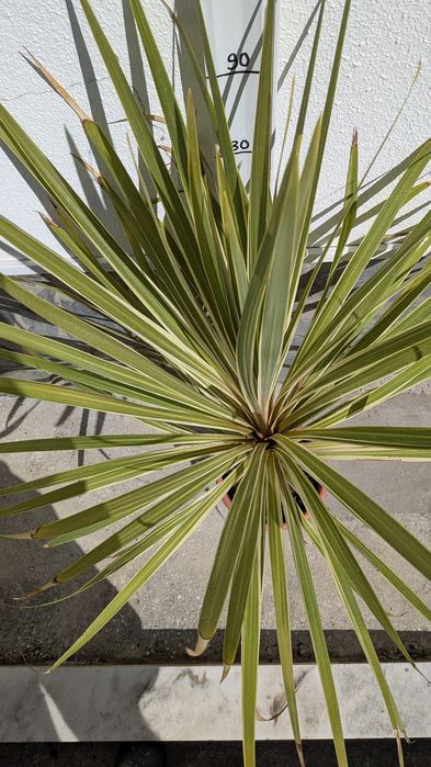Cordyline australis variegata