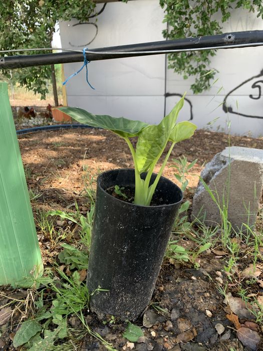 Alocasia orelha de elefante