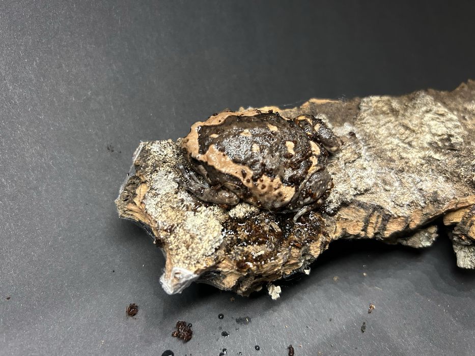 Kaloula pulchra Termitowka indyjska dorosle