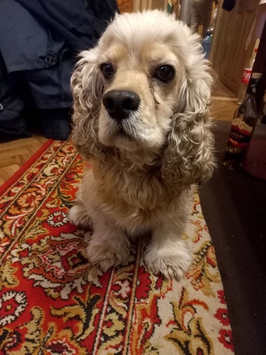 Найдена собака кокер спаниель,12.10..25г.