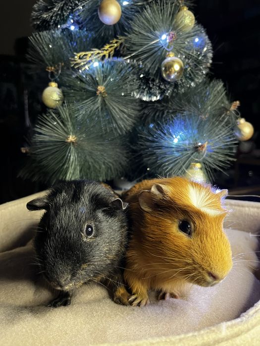 Морские свинки (малыши)