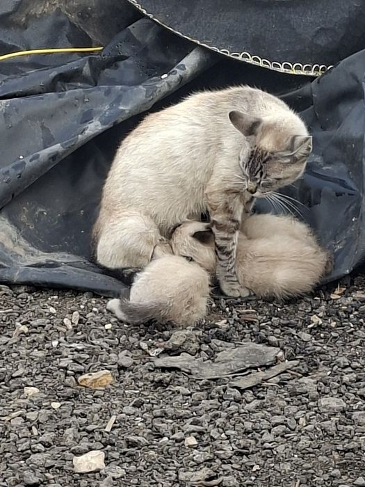 Ofereco gatinhos ciameses  igem por telefone