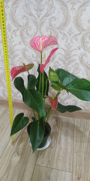 Антуріум Маine +рідкісні сорти