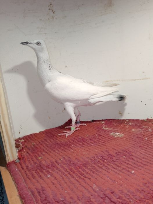 Srebrniak  widymy motyle