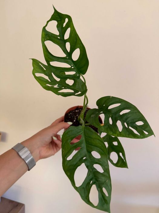 Planta Monstera Adansonii