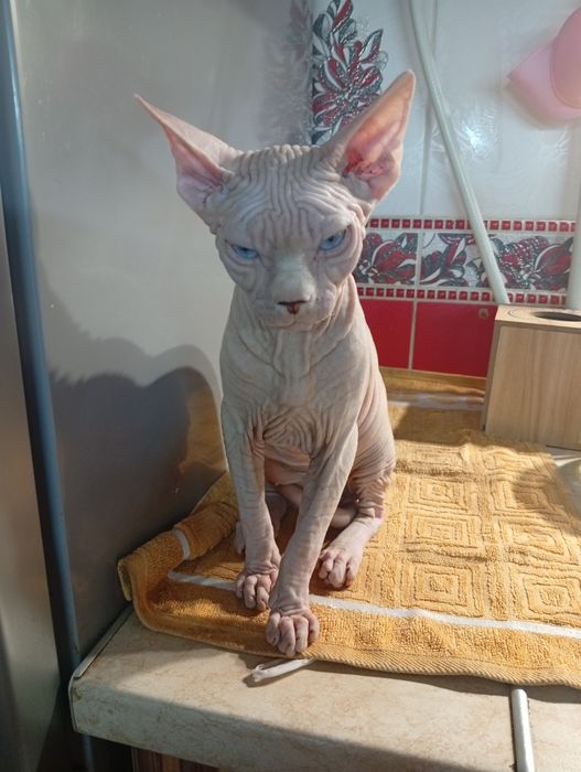 Продам канадского сфинкса
