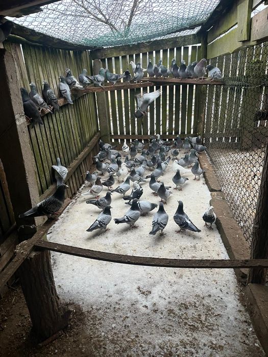 Gołębie pocztowe od 10zł ptaki