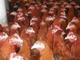 Kurki młode kury nioski z jajkiem kokoszki kaczki gesi brojlery