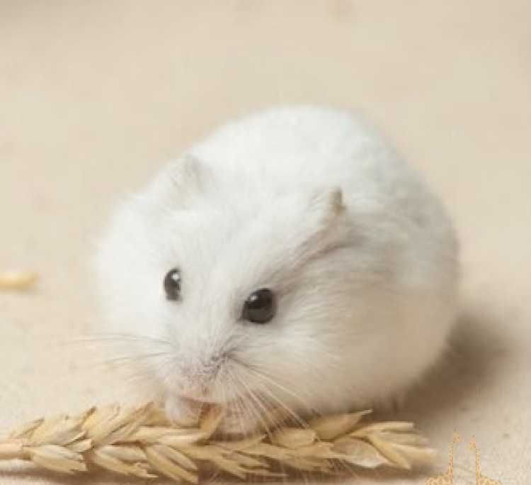 Роскошные джунгарские хомячки, белоснежного окраса, хомячата, хомяки