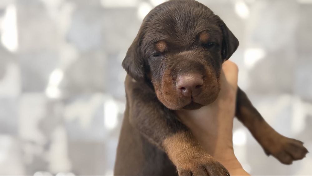 Премиум щенок добермана