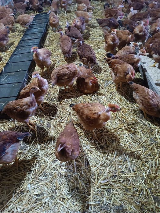 Молоді півники Голошейки