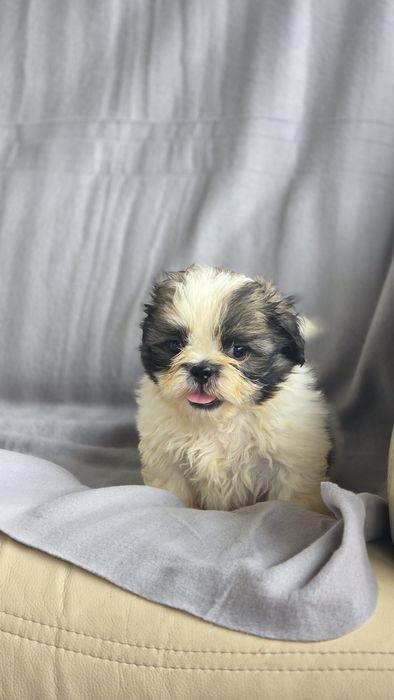 Shih-tzu macho disponível