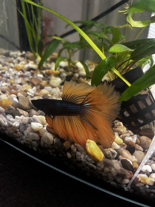 Super piękny samiec bojownika