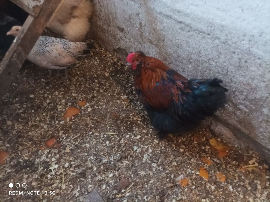 Kury kurczaki liliputki