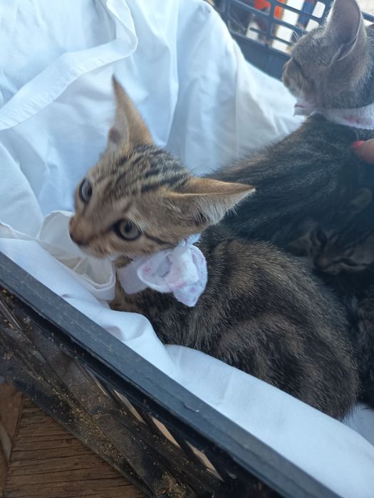 Gatinhos para adoção