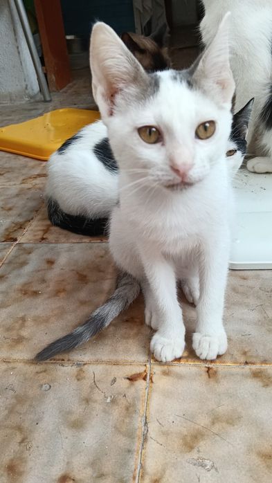Boss- gatinho bebé para adoção responsável