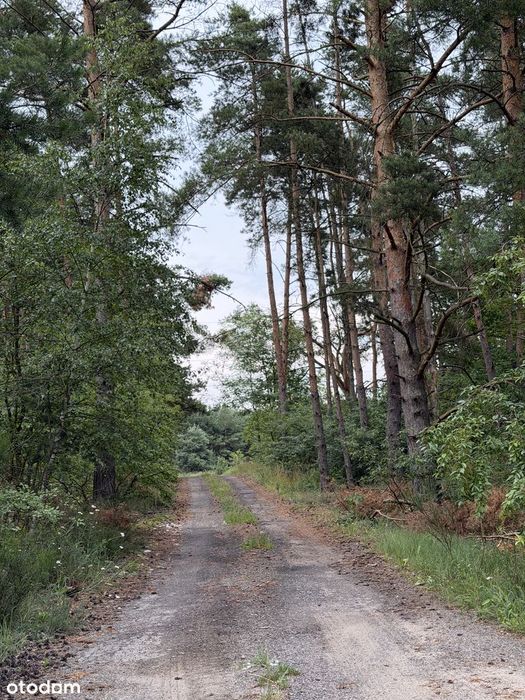 Działki budowlane Zimna Woda k. Lubina i Legnicy - Widok 5