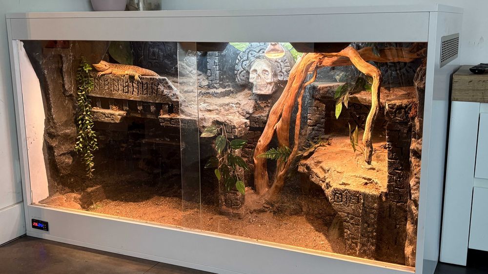 Agama brodata z terrarium