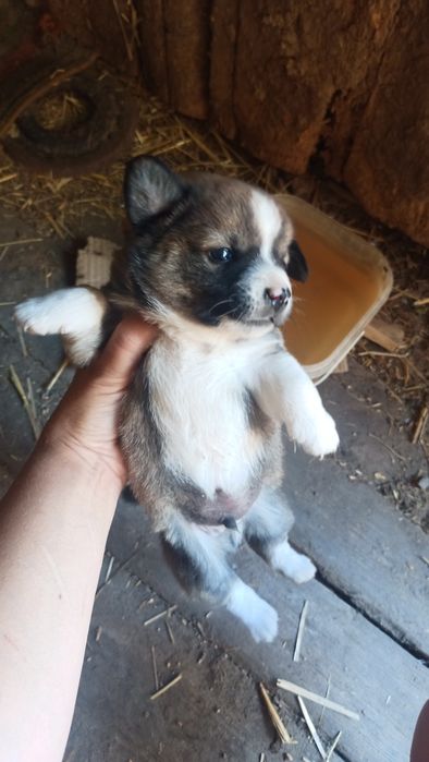 Віддам цуцика в добрі руки