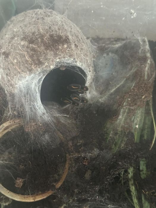 Samica Psalmopoeus  Irmina