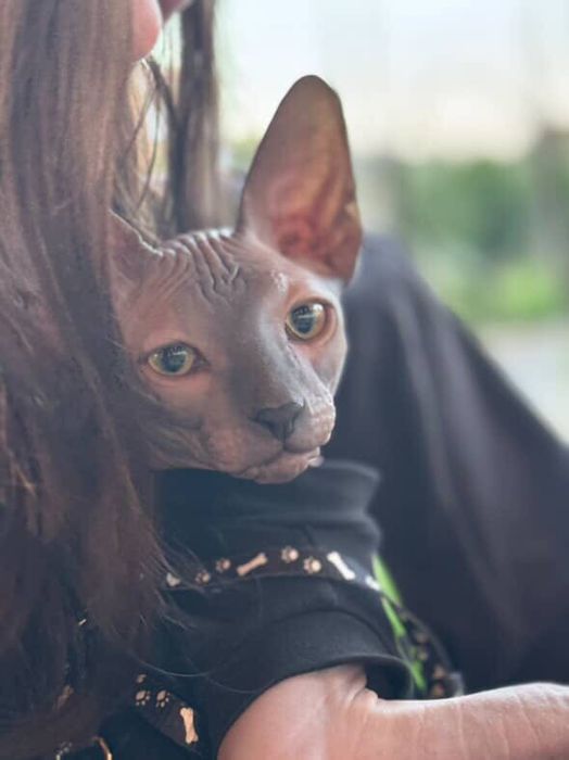 Продам Канадського сфінкса