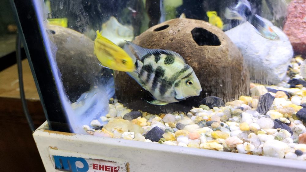 Ciclídeos papagaio anão / africanos