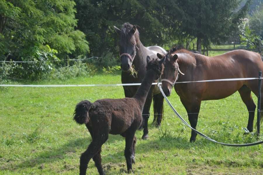 Domek Domki Sauna Ognisty Kocioł SPA  Beczka Alpaki Konie