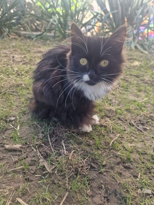 Котики в добрі руки