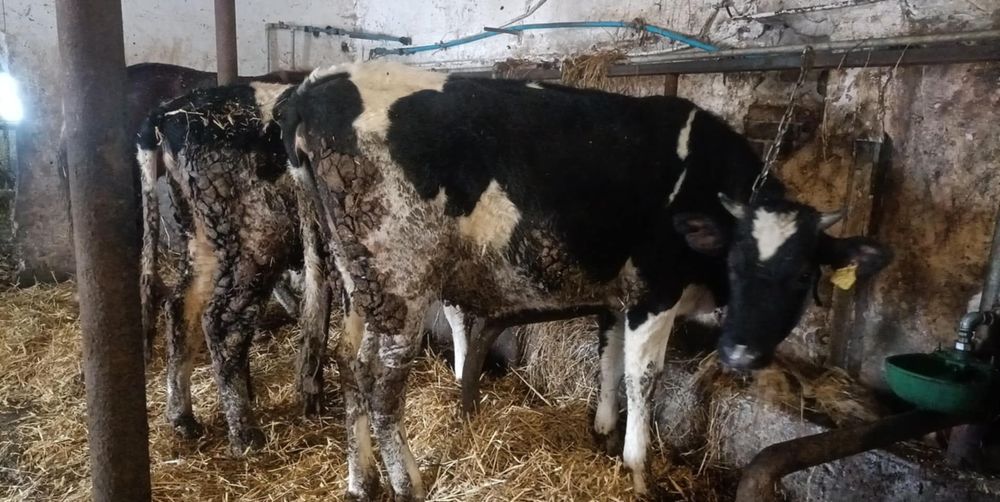 Jałówki cielne 7 miesięcy