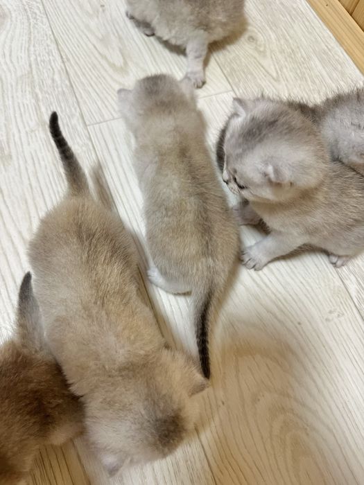 Шотландські  кошенята