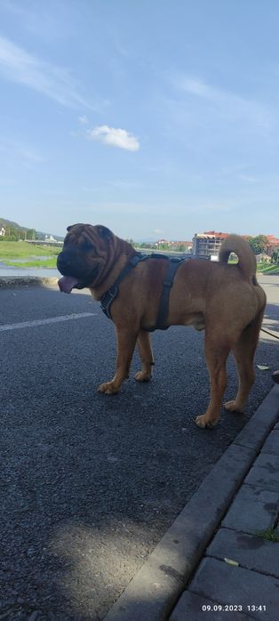 В'язка шарпей 2,5 роки