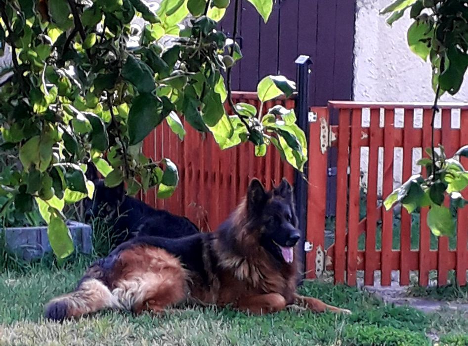 Owczarek niemiecki długowłosy POTĘGA