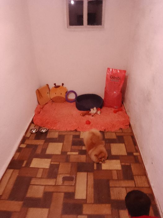 Перетримка Тварин  Готель для тварин Сан Голден