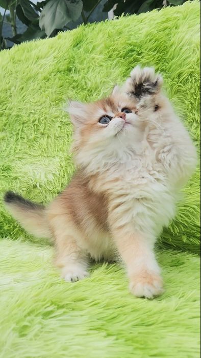 Шотландське кошеня золота шиншила