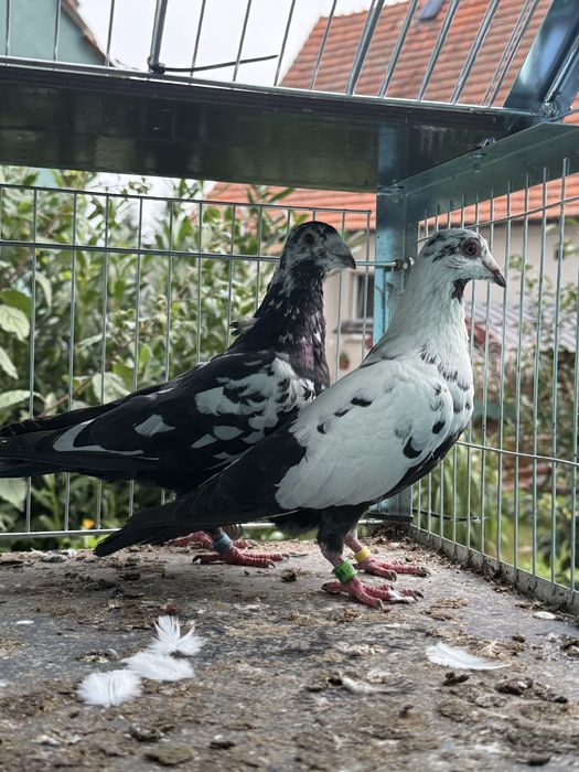 Sprzdam golebie rozplodowe
