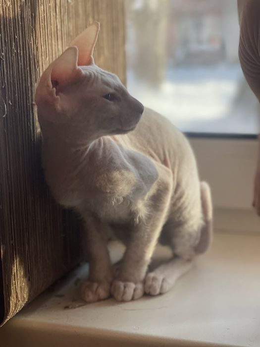 Донський  сфінкс біла дівчинка