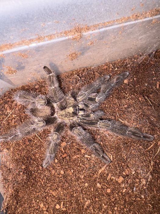 Samiec Psalmopeus reduncus