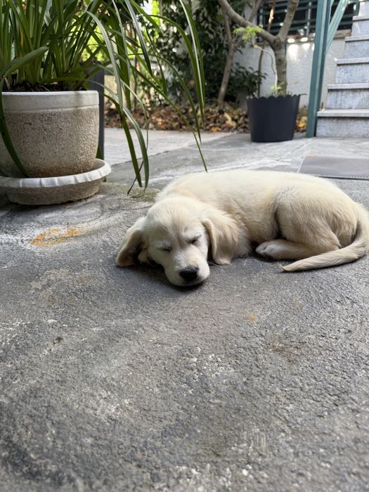 Golden Retriever