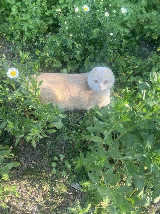 Котик шукає домівку,