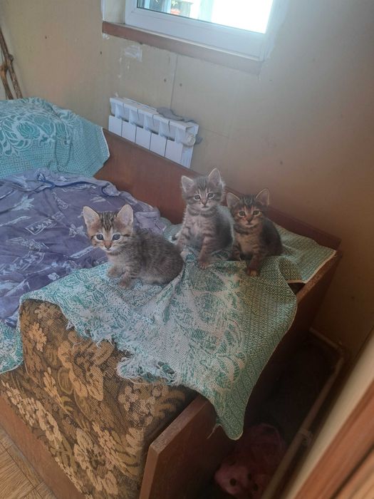 Шукаю родину для кошенят