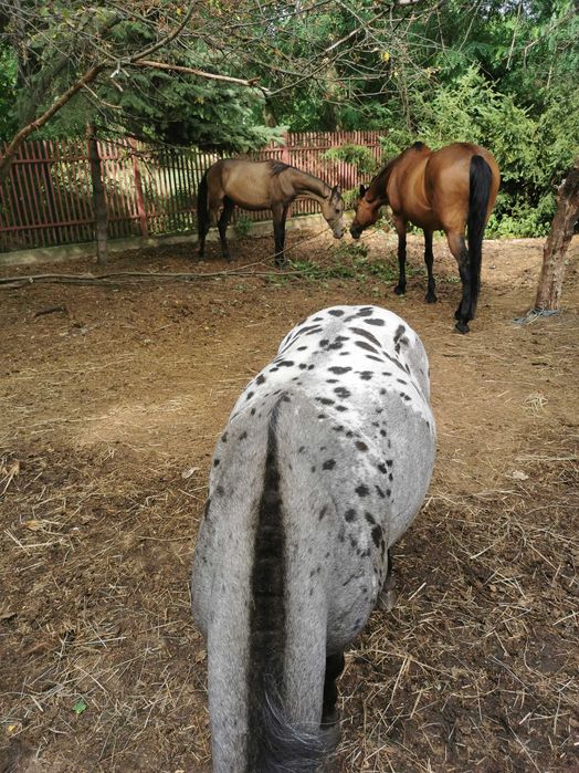 Oddam koński obornik