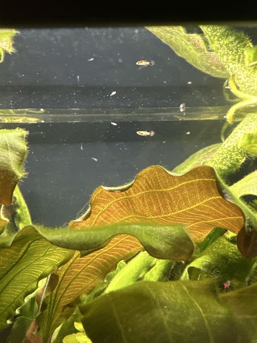 Gupiki , nlode rybki oddam