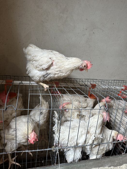 Кури Ломан Сенді Несучки