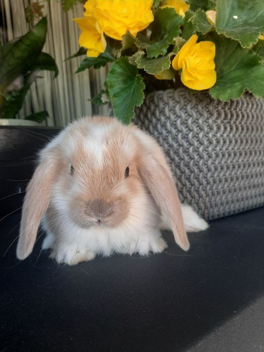 Kroliki baranek miniaturka  karzelek mini lop