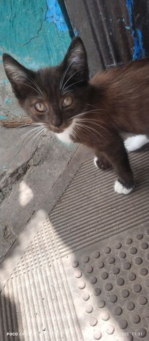 Срочно віддам котят в добрі руки