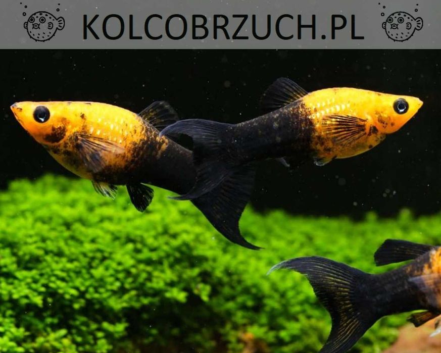 Molinezja ostrousta lirowa złoto - czarna - Poecilia sphenops - dowóz