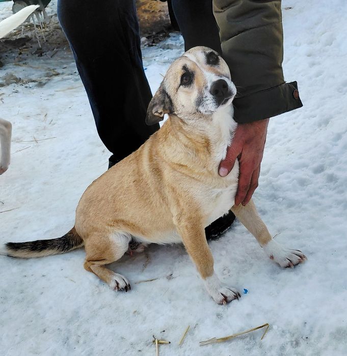 Молода собачка шукає родину!