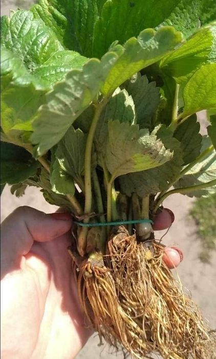 Саджанцi полуниця,, Ольвiя "