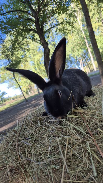 Продам кролика хлопчика