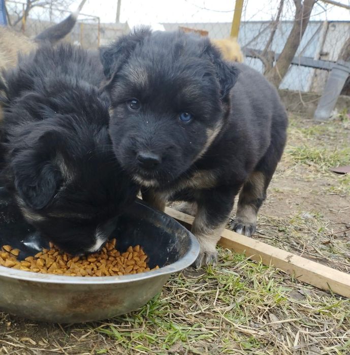 Собачка песик щеня